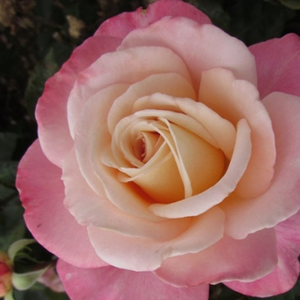 Roza - Roza - Cosmopolitan™ - Na spletni nakup vrtnice